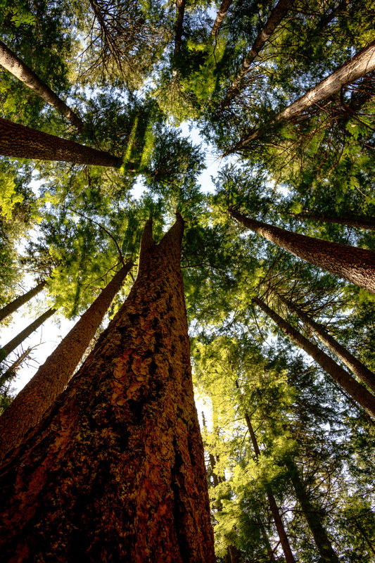 Looking straight up through towering Pacific Northwest old-growth forest trees into a bright sky